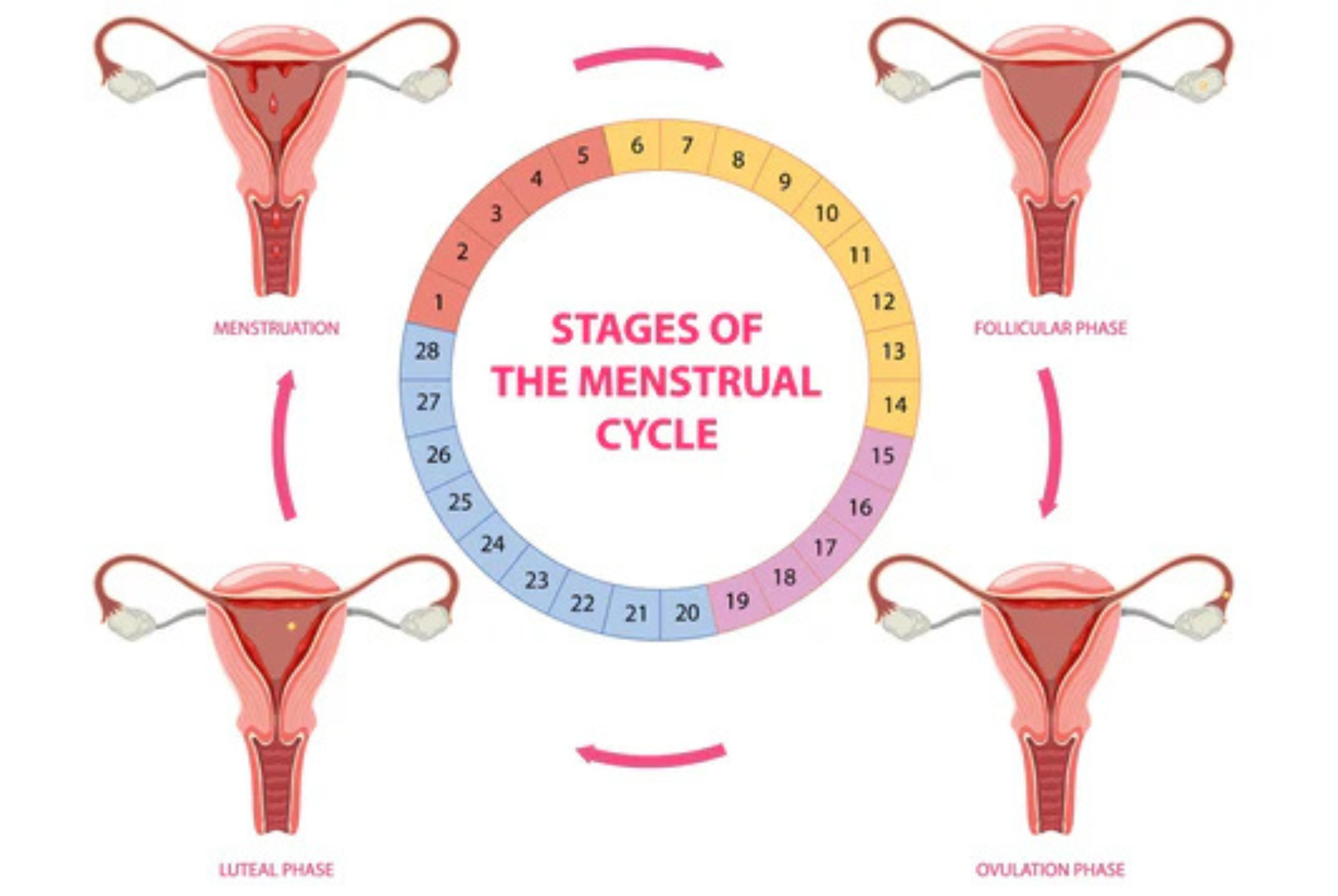 The Follicular Phase